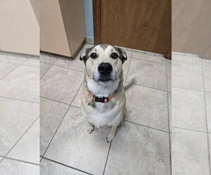 Seville - Male Black Mouth Cur-Labrador Retriever Mix Dog for Adoption - Photo #3