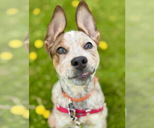 Mutt Dogs for adoption in West Cornwall, CT, USA