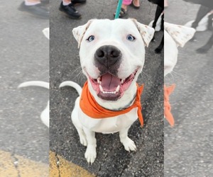 Bulldog-Unknown Mix Dogs for adoption in Germantown, OH, USA