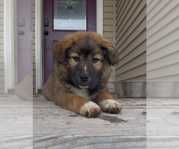 Medium Photo #7 Great Pyrenees-Unknown Mix Puppy For Sale in Polson, MT, USA