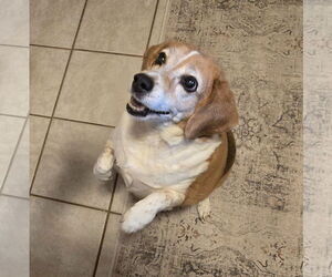 Beagle Dogs for adoption in Albuquerque, NM, USA