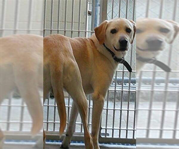 Medium Photo #1 Labrador Retriever-Unknown Mix Puppy For Sale in Sanford, FL, USA
