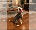 Small #1 Mutt