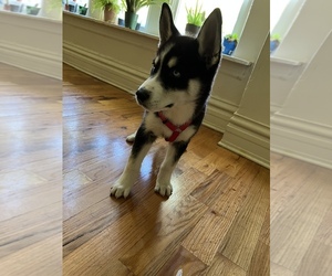 Siberian Husky Puppy for sale in CHICAGO, IL, USA