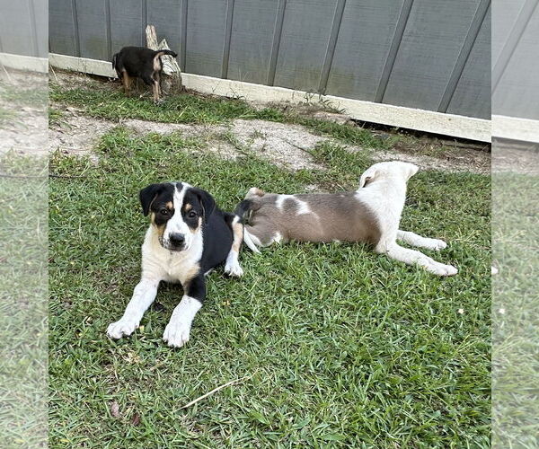 Medium Photo #6 Labrador Retriever-Unknown Mix Puppy For Sale in Garner, NC, USA