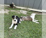 Small #5 Labrador Retriever Mix