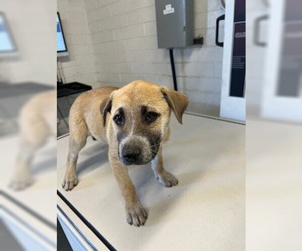 Medium Photo #1 German Shepherd Dog-Unknown Mix Puppy For Sale in Stockton, CA, USA