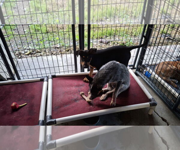 Medium Photo #11 Mutt Puppy For Sale in Sebec, ME, USA