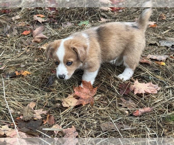 Medium Photo #4 Aussie-Corgi Puppy For Sale in ESPERANCE, NY, USA