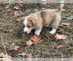 Lark - Female Aussie-Corgi Puppy for Sale - Photo #4