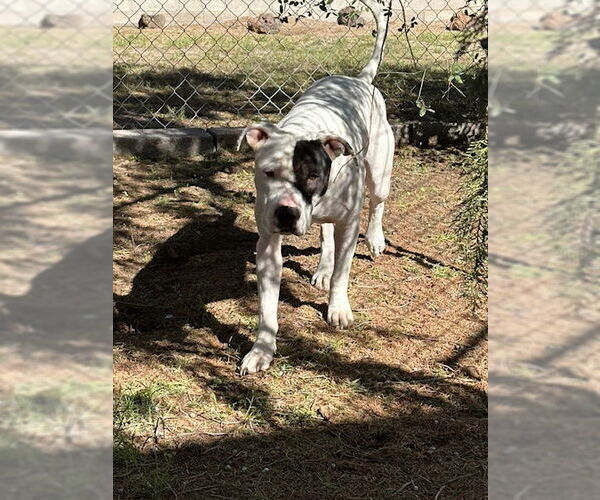 Medium Photo #4 Bulldog-Staffordshire Bull Terrier Mix Puppy For Sale in Chandler, AZ, USA