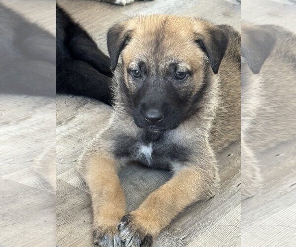 Medium Photo #1 Labrador Retriever-Unknown Mix Puppy For Sale in San Diego, CA, USA