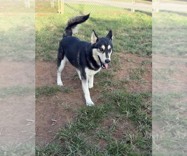 Medium Photo #2 Siberian Husky-Unknown Mix Puppy For Sale in Canton, CT, USA