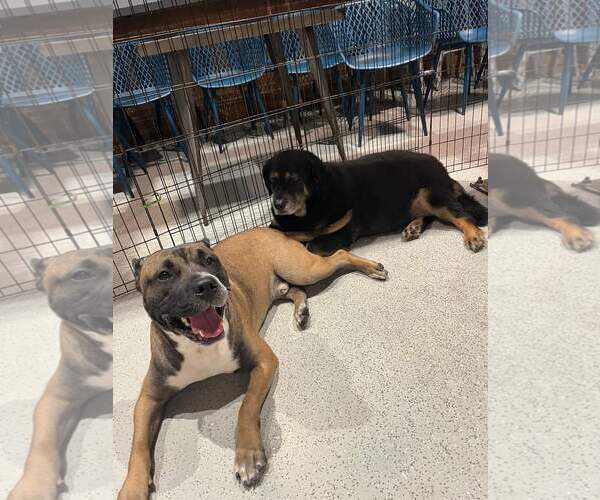 Medium Photo #39 Boxer-Unknown Mix Puppy For Sale in Holly Springs, NC, USA