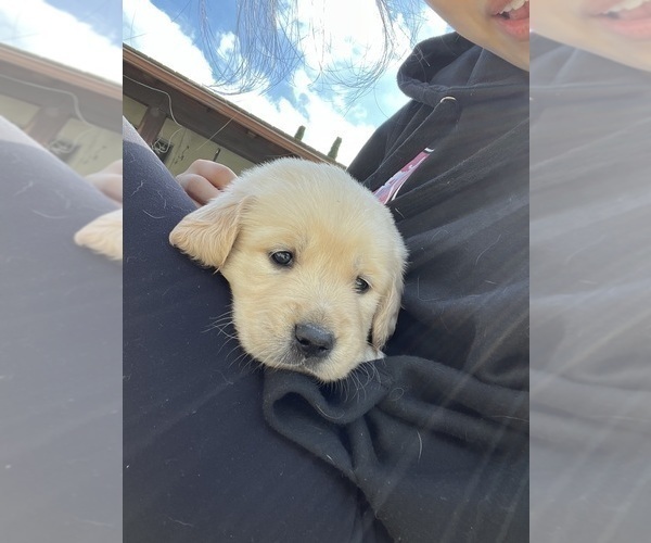 Medium Photo #3 Golden Retriever Puppy For Sale in THOUSAND OAKS, CA, USA