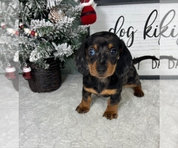 Medium Photo #4 Dachshund Puppy For Sale in GREENFIELD, IN, USA