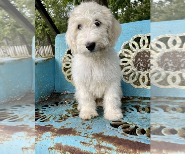 Medium Photo #2 Sheepadoodle Puppy For Sale in PERKINSTON, MS, USA