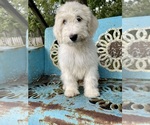 Small Photo #2 Sheepadoodle Puppy For Sale in PERKINSTON, MS, USA