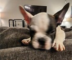 Small Photo #4 French Bulldog Puppy For Sale in EL PASO, TX, USA
