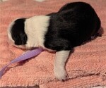 Small #5 Australian Shepherd