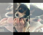 Small Photo #2 Beagle Puppy For Sale in ATHENS, OH, USA