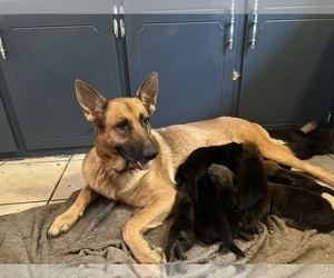 Mother of the German Shepherd Dog puppies born on 05/20/2022