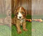 Small Photo #3 Cavapoo Puppy For Sale in HALF WAY, MO, USA
