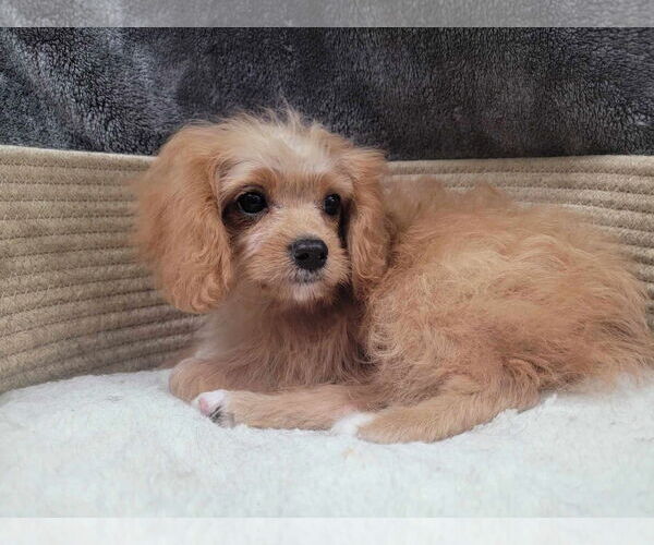 Medium Photo #2 Cavapoo Puppy For Sale in Lincolnwood, IL, USA