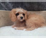 Small #1 Cavapoo
