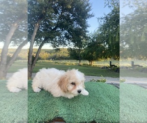 Cavachon Puppy for sale in KERRVILLE, TX, USA