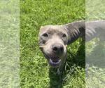 Small Mutt