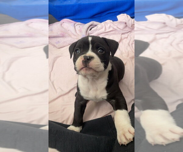 Medium Photo #3 American Pit Bull Terrier Puppy For Sale in Aurora, IN, USA