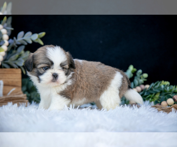 Medium Photo #8 Shih Tzu Puppy For Sale in CLARE, MI, USA