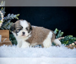 Puppy Lorraine Shih Tzu