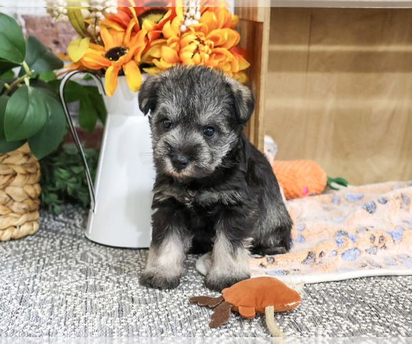 Medium Photo #1 Schnauzer (Miniature) Puppy For Sale in SYRACUSE, IN, USA