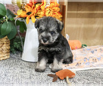 Small Schnauzer (Miniature)