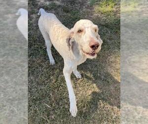 Poodle (Standard)-Unknown Mix Dogs for adoption in Augusta, GA, USA