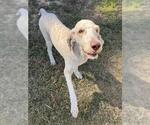 FALKOR - Male Poodle (Standard)-Unknown Mix Dog for Adoption - Small photo