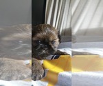 Puppy Stella Luna Shih Tzu