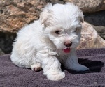 Small #6 Havanese