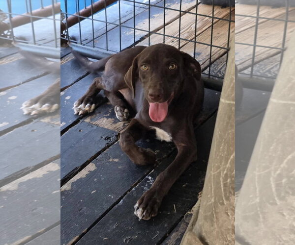 Medium Photo #3 German Shorthaired Lab Puppy For Sale in Fort Worth, TX, USA