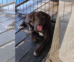 Small #2 German Shorthaired Lab