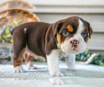 Small #2 Beabull