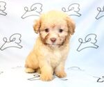 Small Photo #9 Maltipoo Puppy For Sale in LAS VEGAS, NV, USA