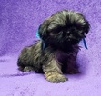Small Photo #6 Shih Tzu Puppy For Sale in BUFFALO, MO, USA