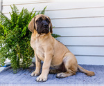Small Photo #26 Mastiff Puppy For Sale in WAKARUSA, IN, USA
