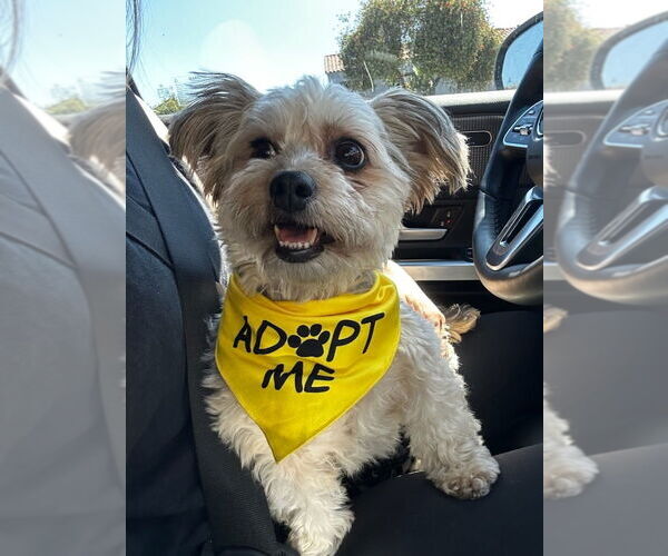 Medium Photo #15 Mal-Shi Puppy For Sale in W Hollywood, CA, USA