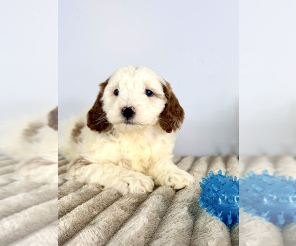 Medium Photo #3 Goldendoodle (Miniature) Puppy For Sale in GREENFIELD, IN, USA
