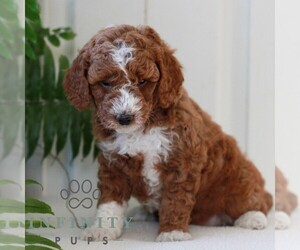 Goldendoodle (Miniature) Puppy for sale in LANCASTER, PA, USA