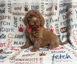 Small #2 Goldendoodle (Miniature)